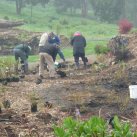 Hard at work- the Tuesday team  August 2011- Cambridge Tree Trust